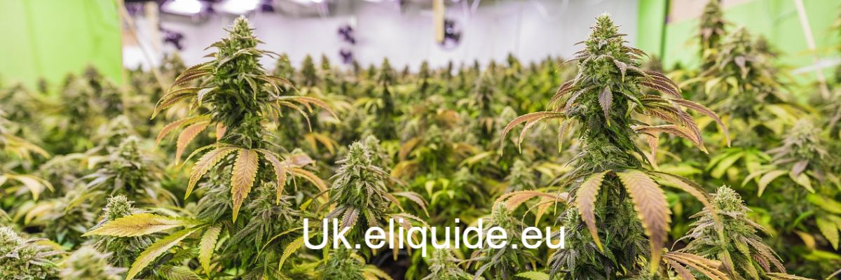 uk.eliquide.eu